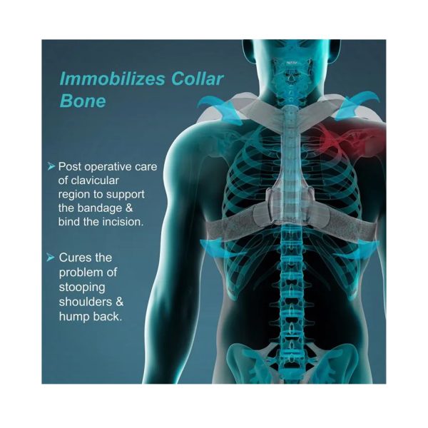 immobilizes collar bone